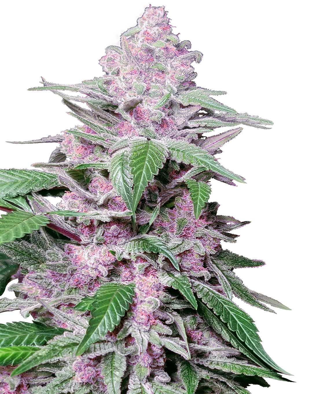 Purple Cookie Kush Fem (Sensi Seeds)