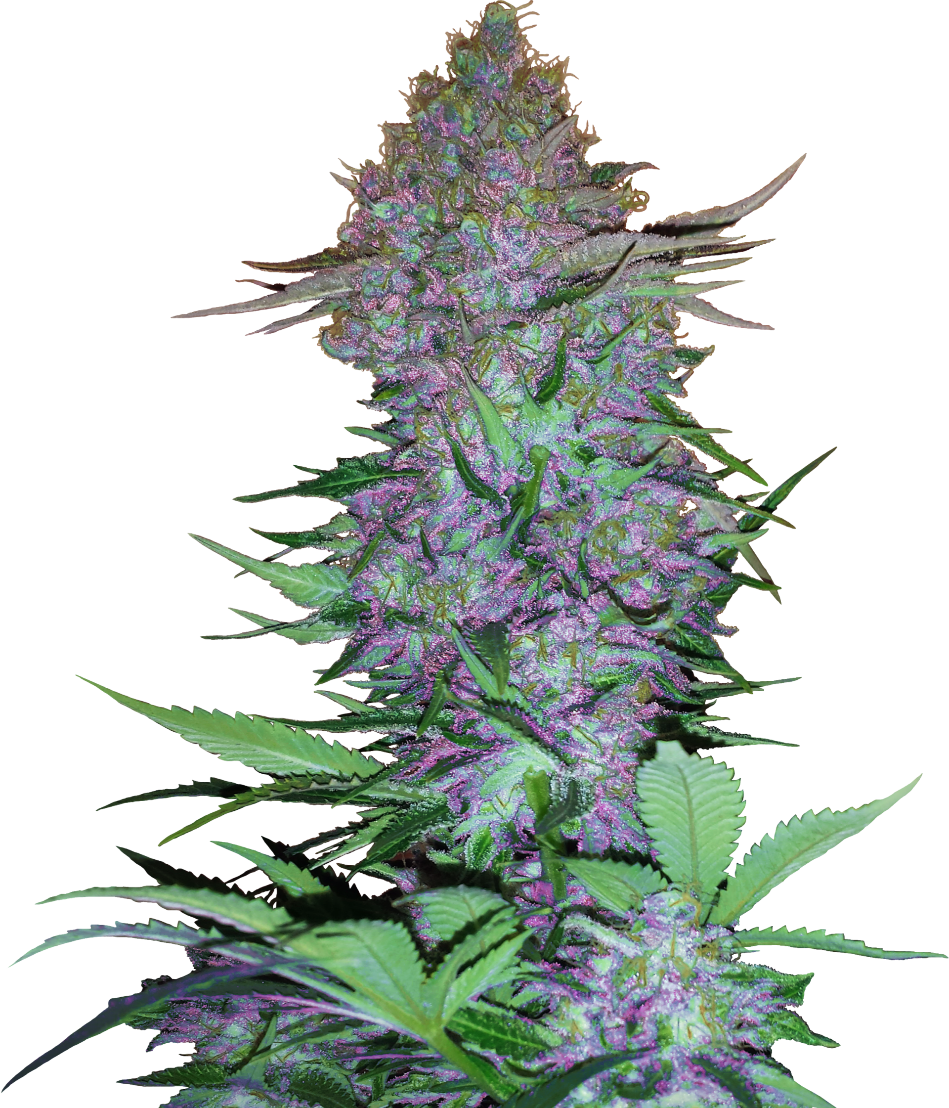 Purple Skunk Auto (Sensi Seeds)