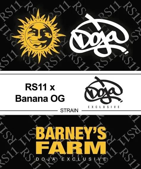 RS11 x Banana OG Fem (Barney's Farm)