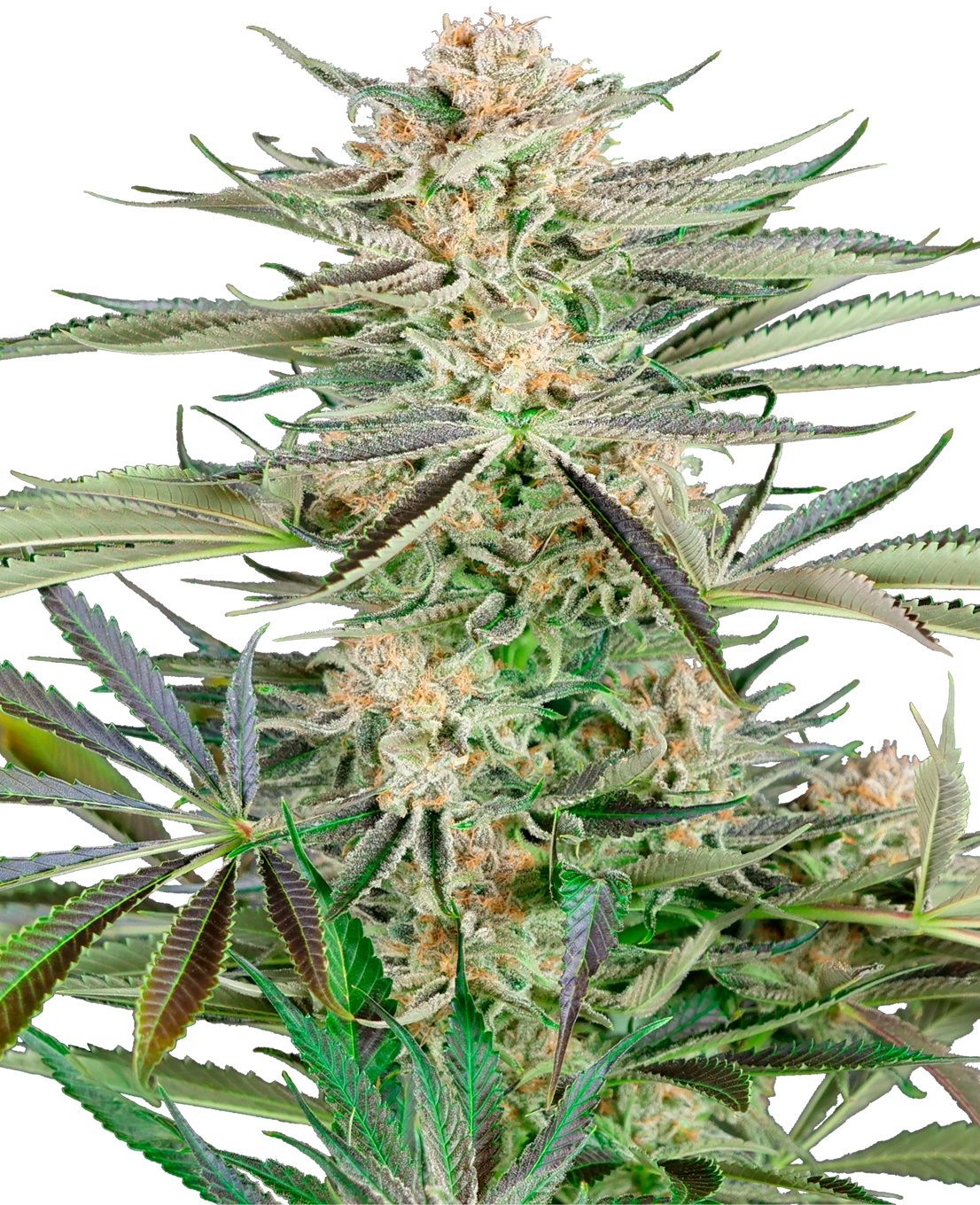 Screwdriver OG Fem (Sensi Seeds)