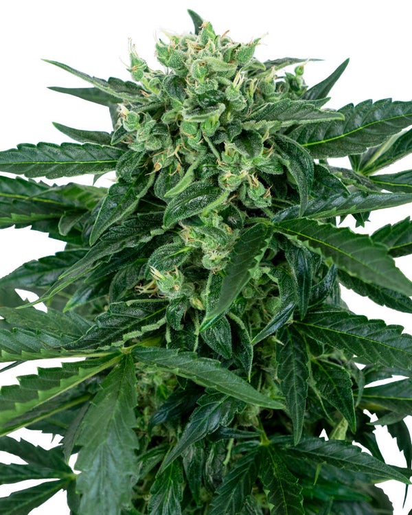 Sensi Amnesia Auto (Sensi Seeds)
