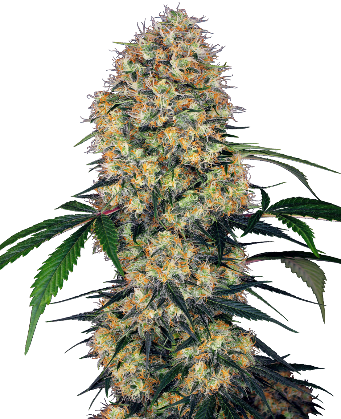 Sensi Amnesia XXL Auto (Sensi Seeds)