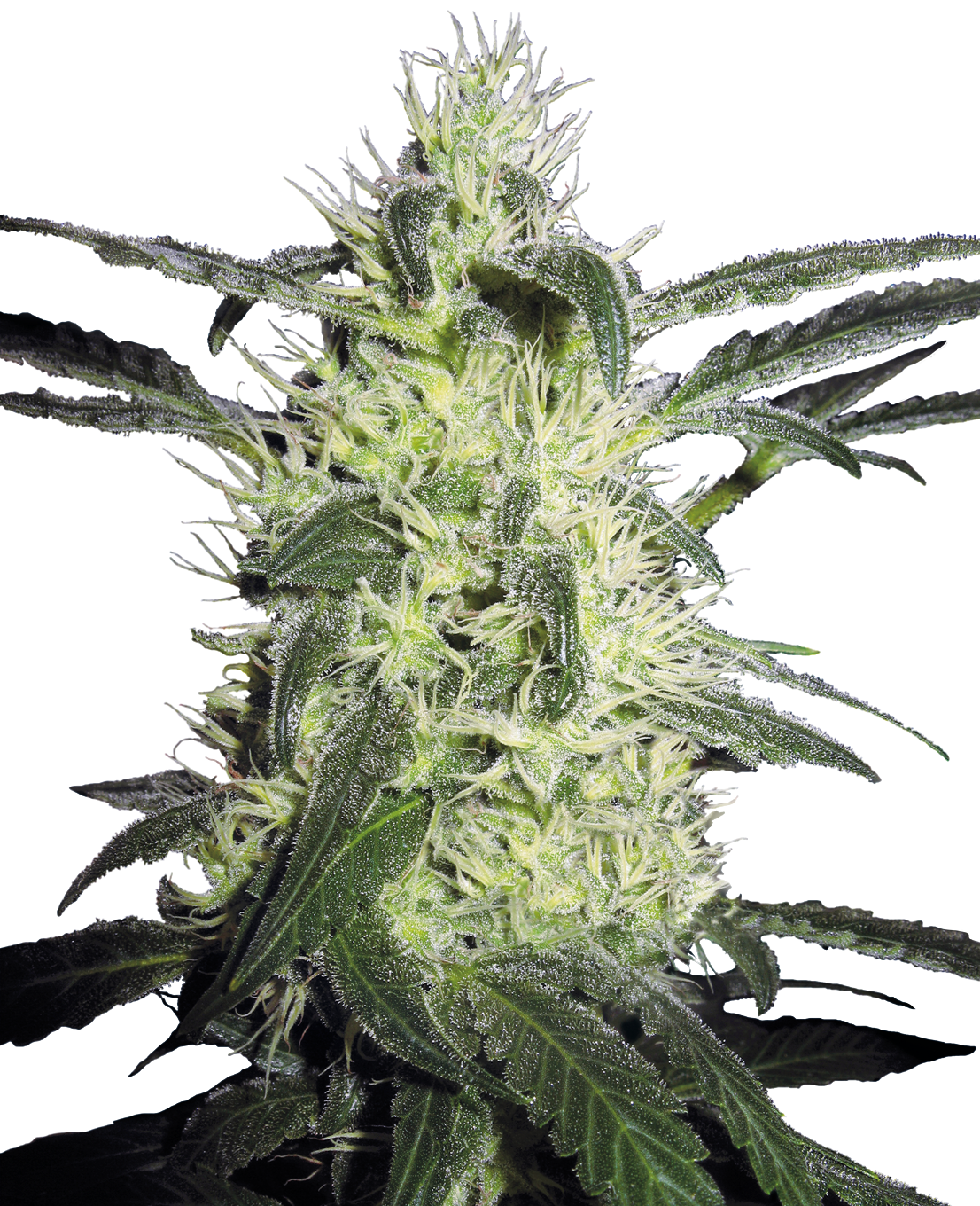Silver Haze Fem (Sensi Seeds)