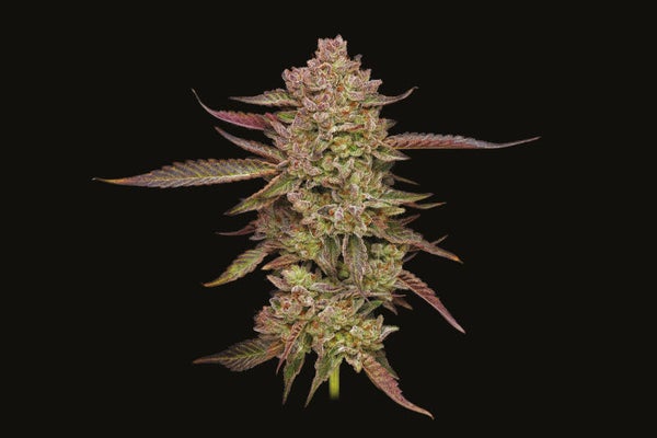 Gazzurple Fem (Humboldt Seed Company)