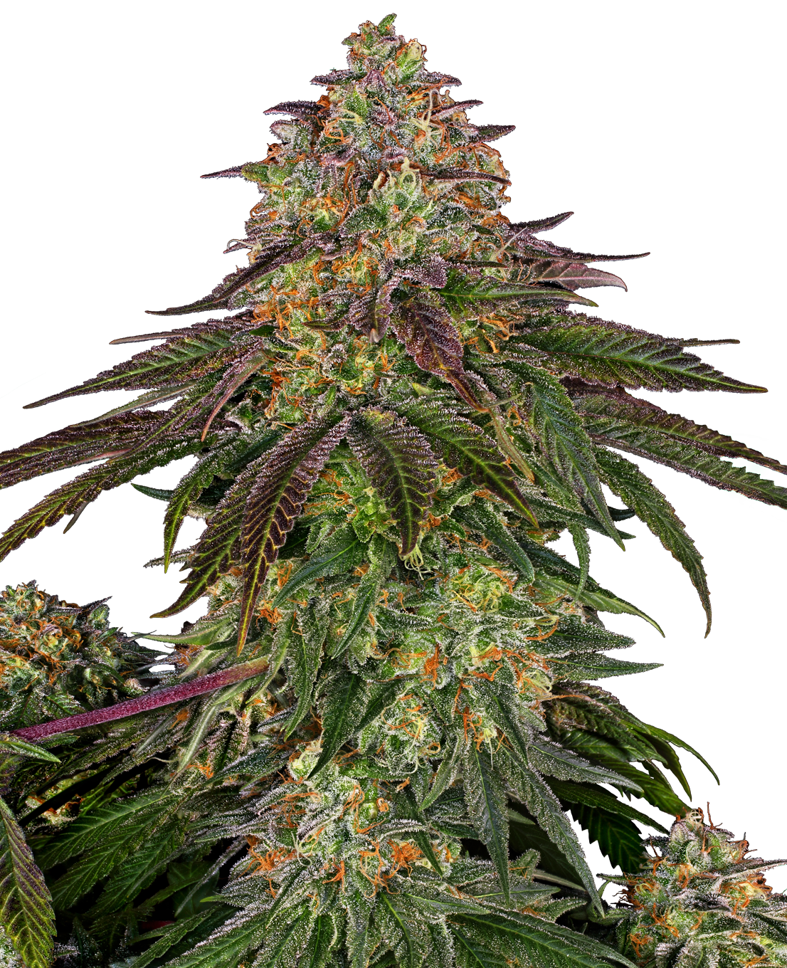 Sweet Cherry Kush Fem (Sensi Seeds)