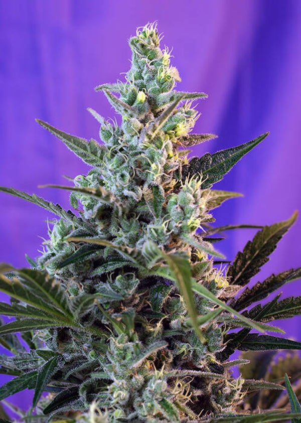 Sweet Skunk F1 Fast Version (Sweet Seeds)