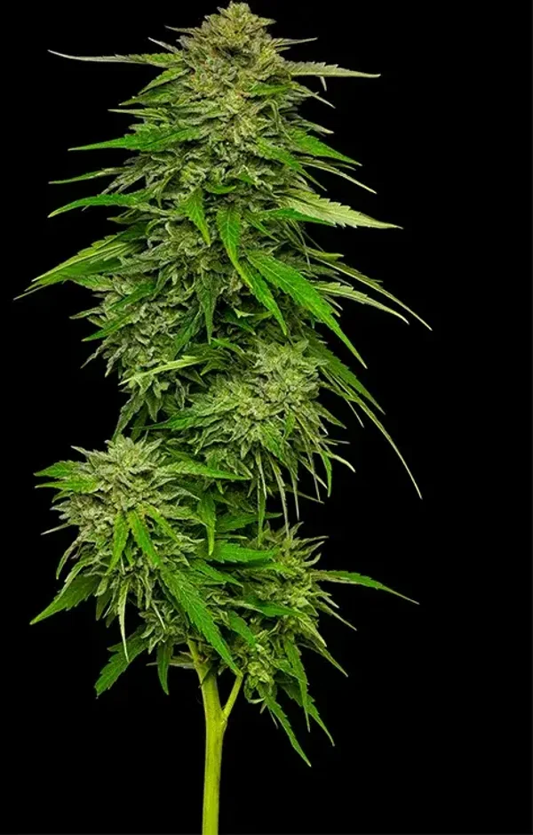 Mango Sherbert Fem (Humboldt Seed Company)