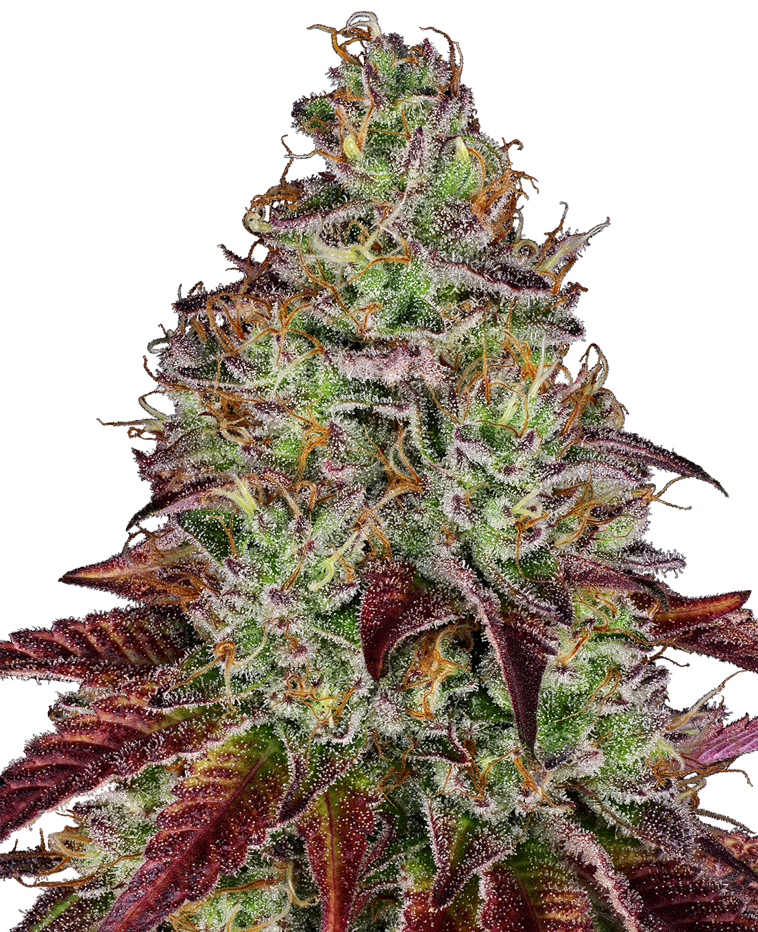 Tezla OG Fem (Sensi Seeds)