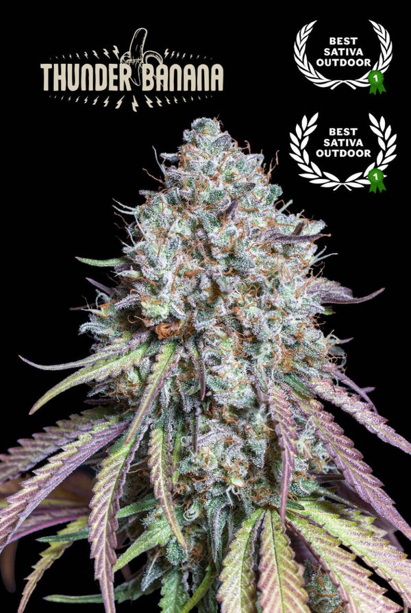 Thunder Banana© Fem (Seed Stockers)