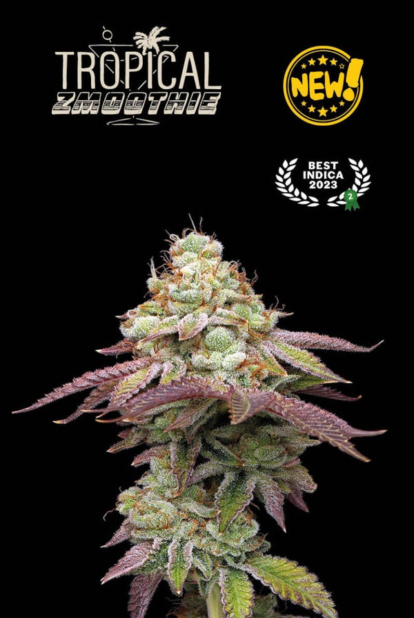 Tropical Zmoothie© Auto (Seed Stockers)