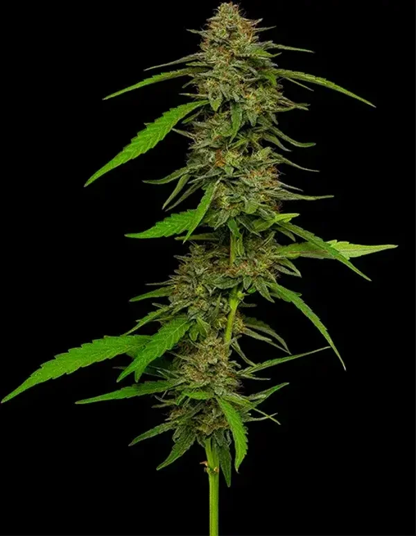 Strawberry Cheesecake Fem (Humboldt Seed Company)