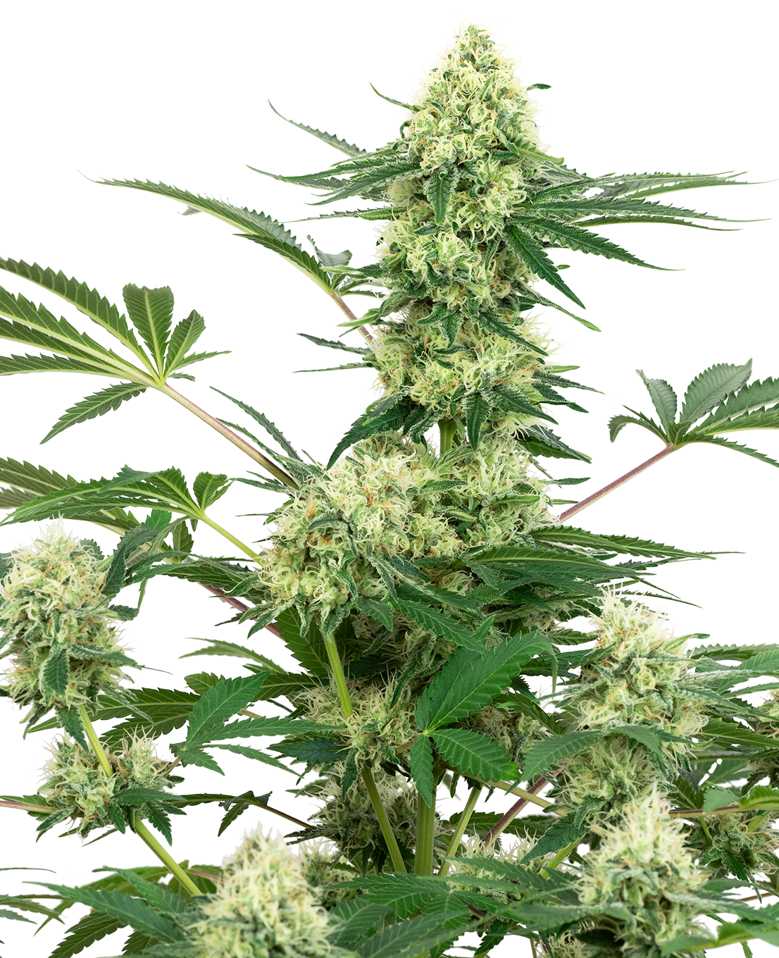 Wedding Cheesecake Fem (Sensi Seeds)