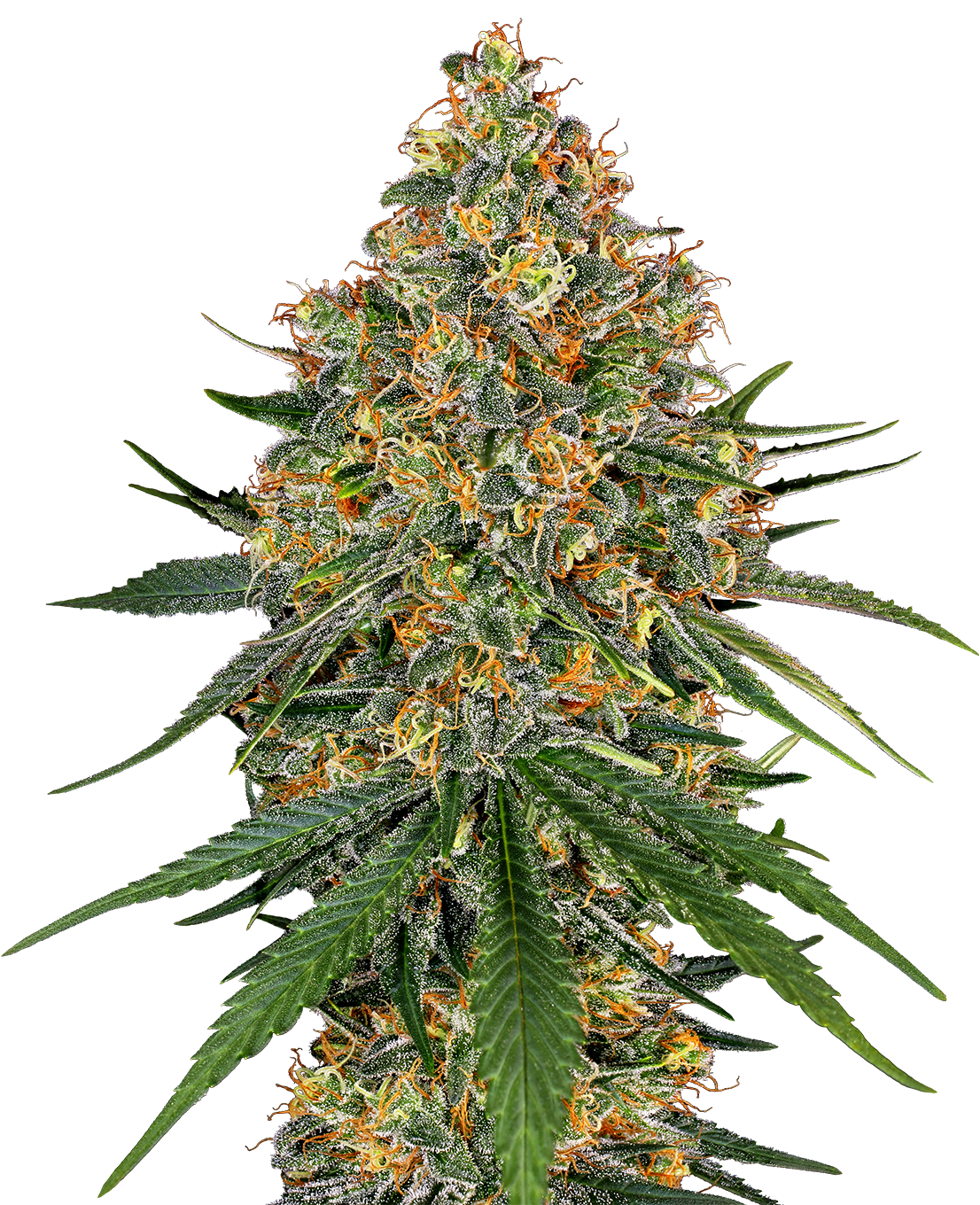 White Cheese Fem (Sensi Seeds)