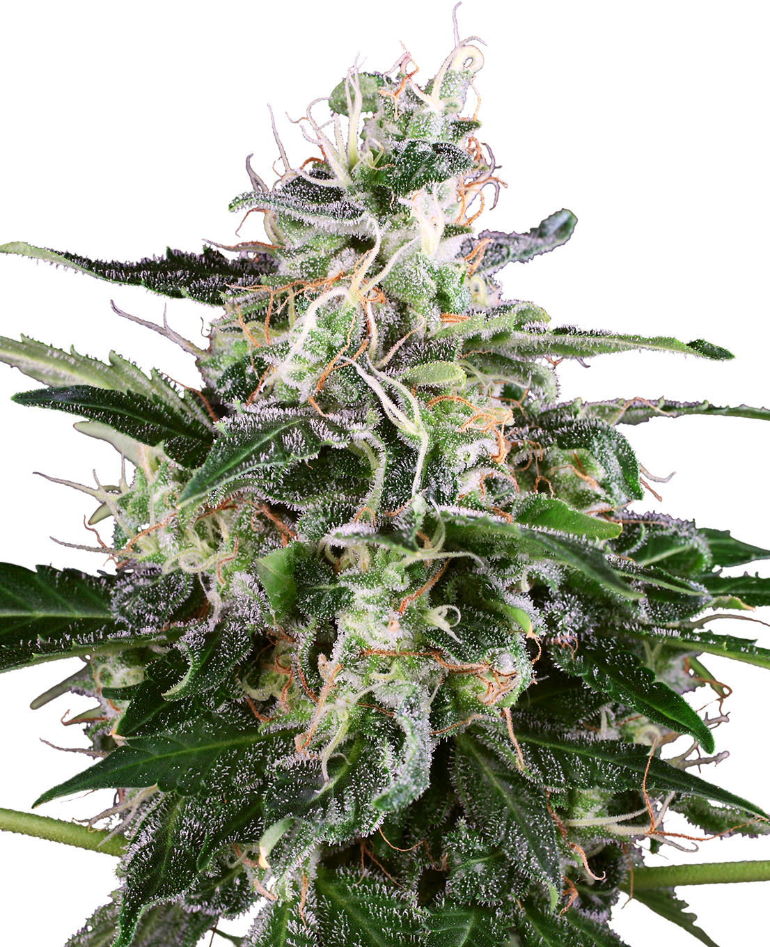 White Skunk Auto (Sensi Seeds)