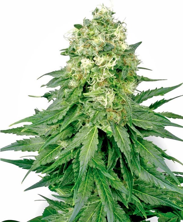 White Widow Reg (Sensi Seeds)