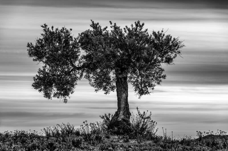 _d855868bw-standard.jpg