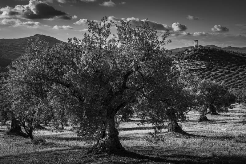 _d8a1374bw-standard.jpg