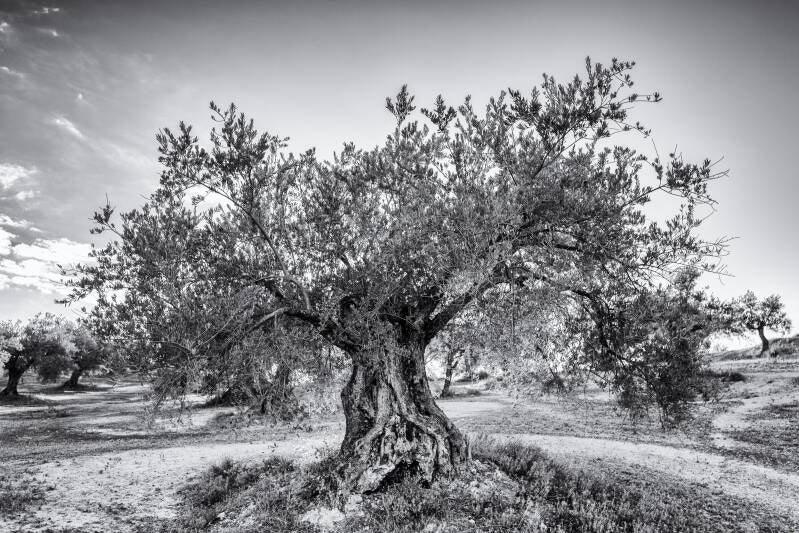 _d8b0056bws4-standard.jpg