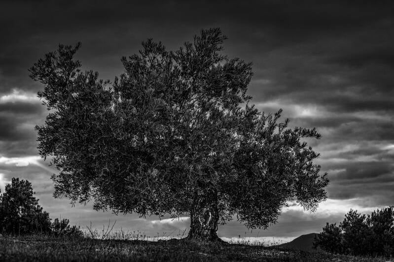 _d8b3970bw-standard.jpg