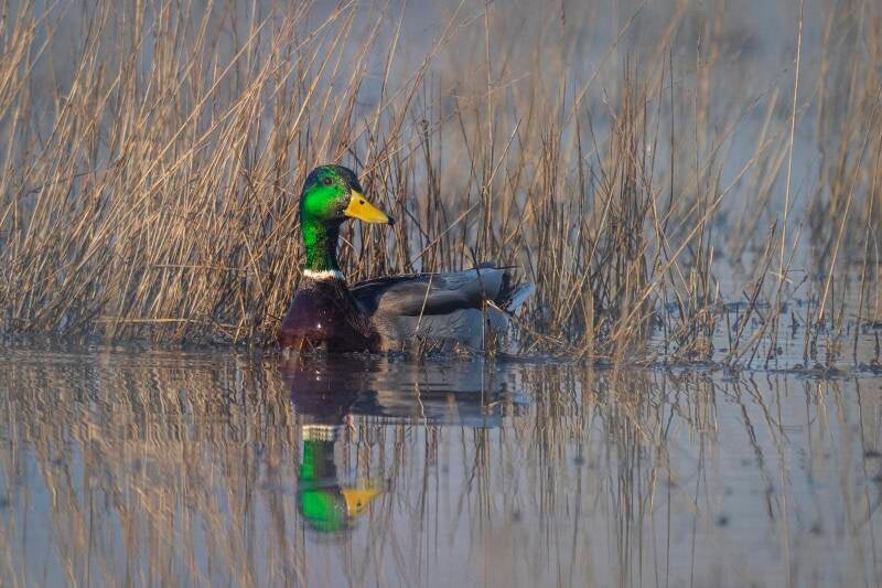 Mallard
