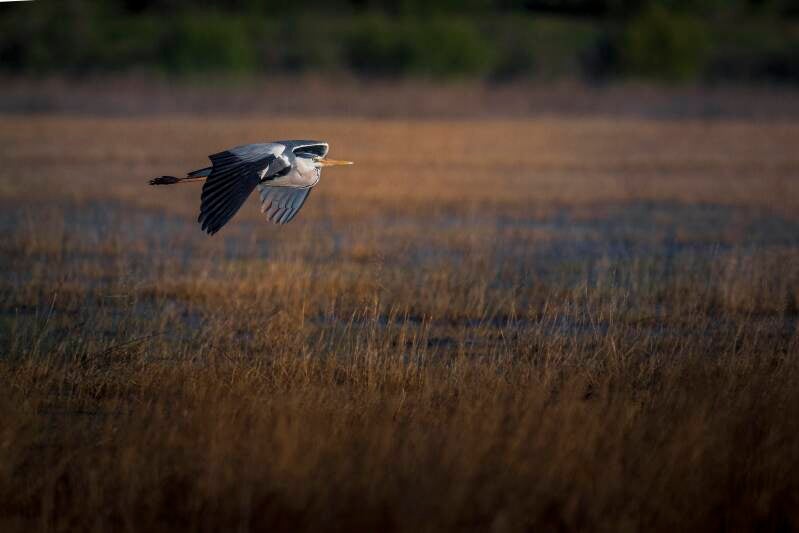 Grey Heron