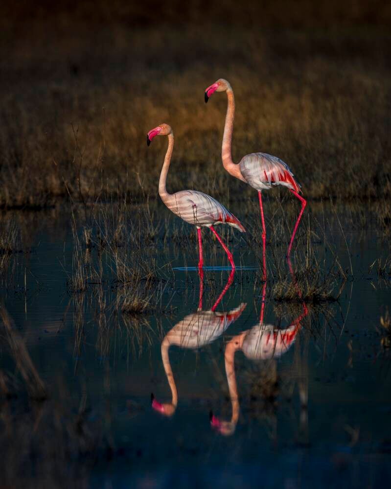 Greater Flamingo