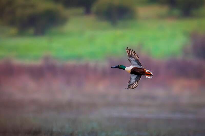 Northern Shoveler