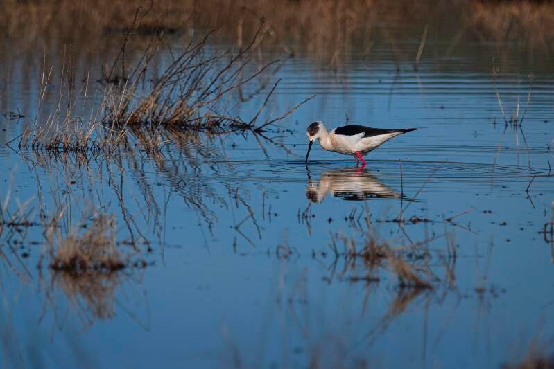 Black Winged Stilt