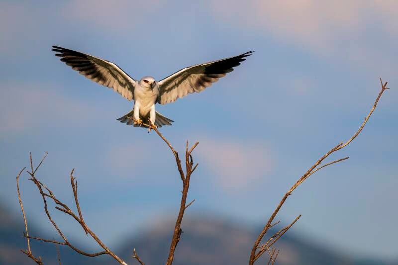Black Winged Kite