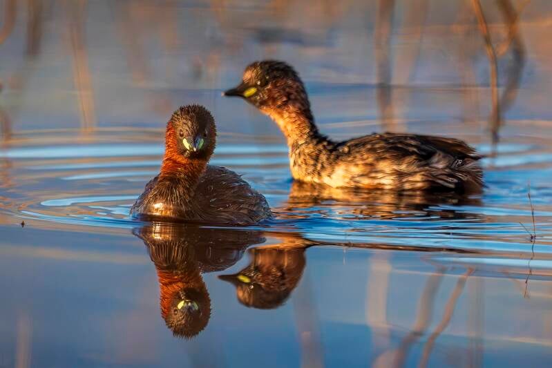 Little Grebe
