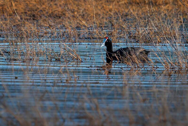 Red-knobbet Coot