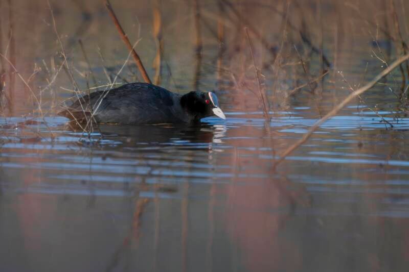 Eurasian Coot