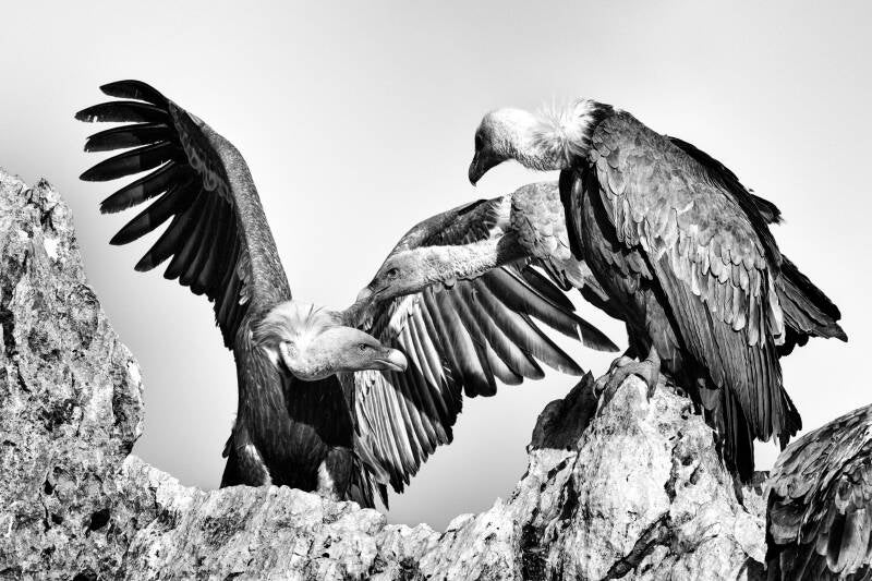 _dsc9078bw-standard.jpg
