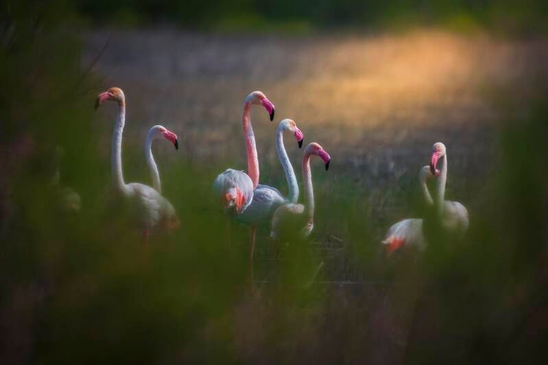 Greater Flamingo