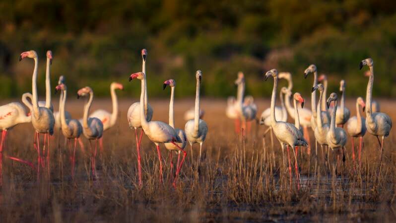 Greater Flamingo