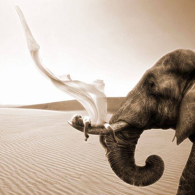 mentale kracht, mentale variate en connectie afbeelding olifant draagt baby