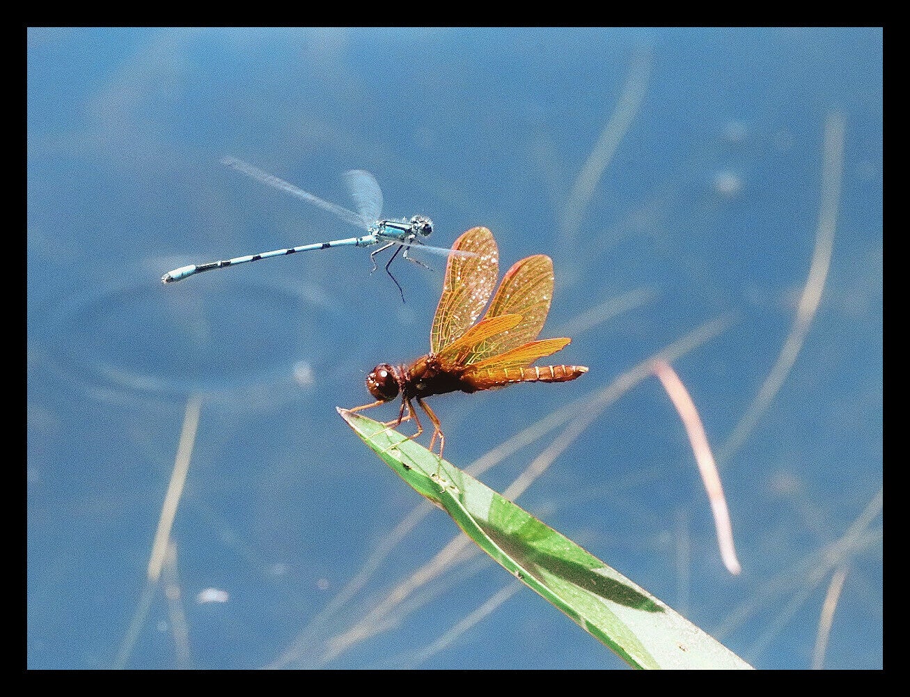 Dragonfly 1
