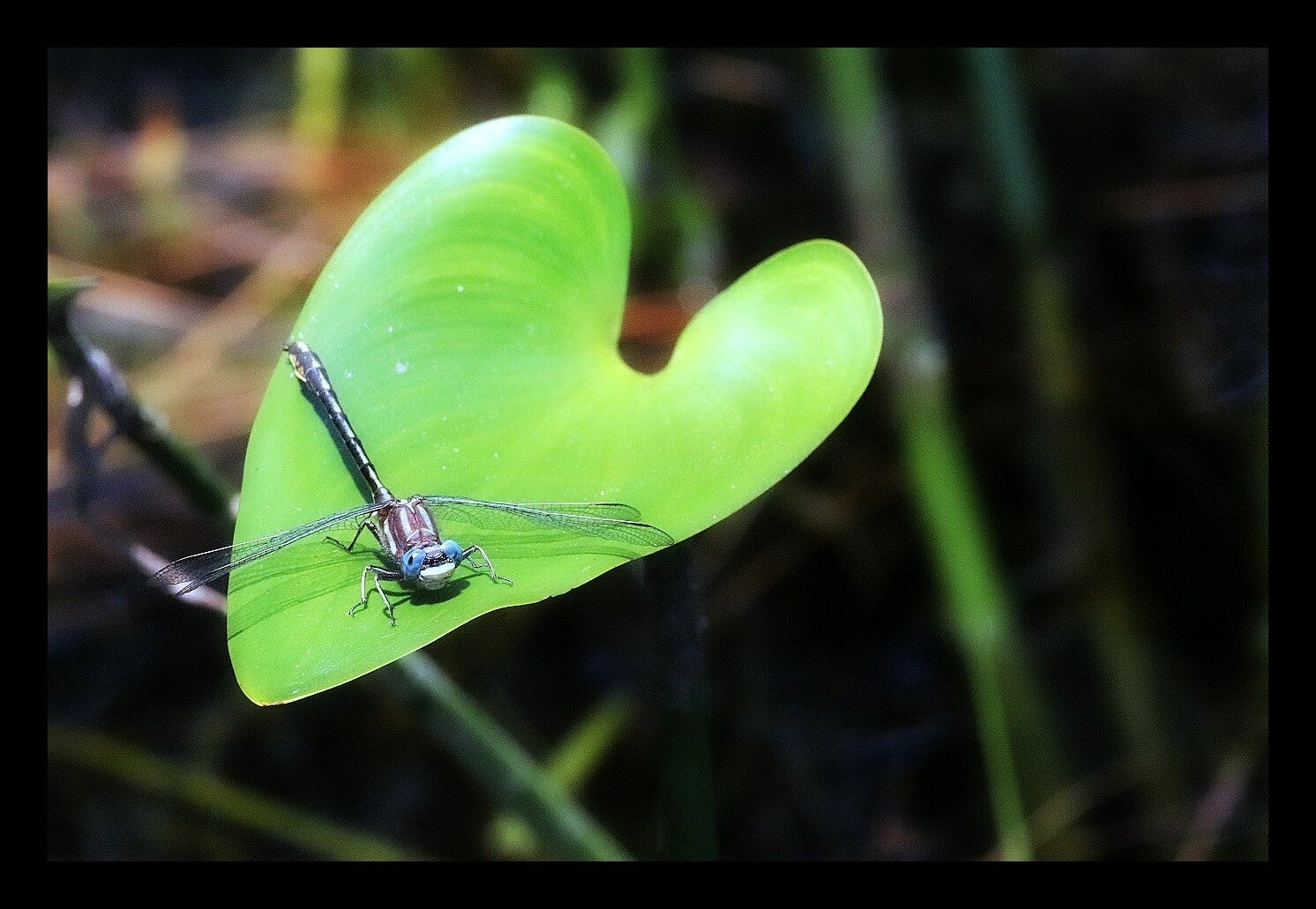 Dragonfly 2