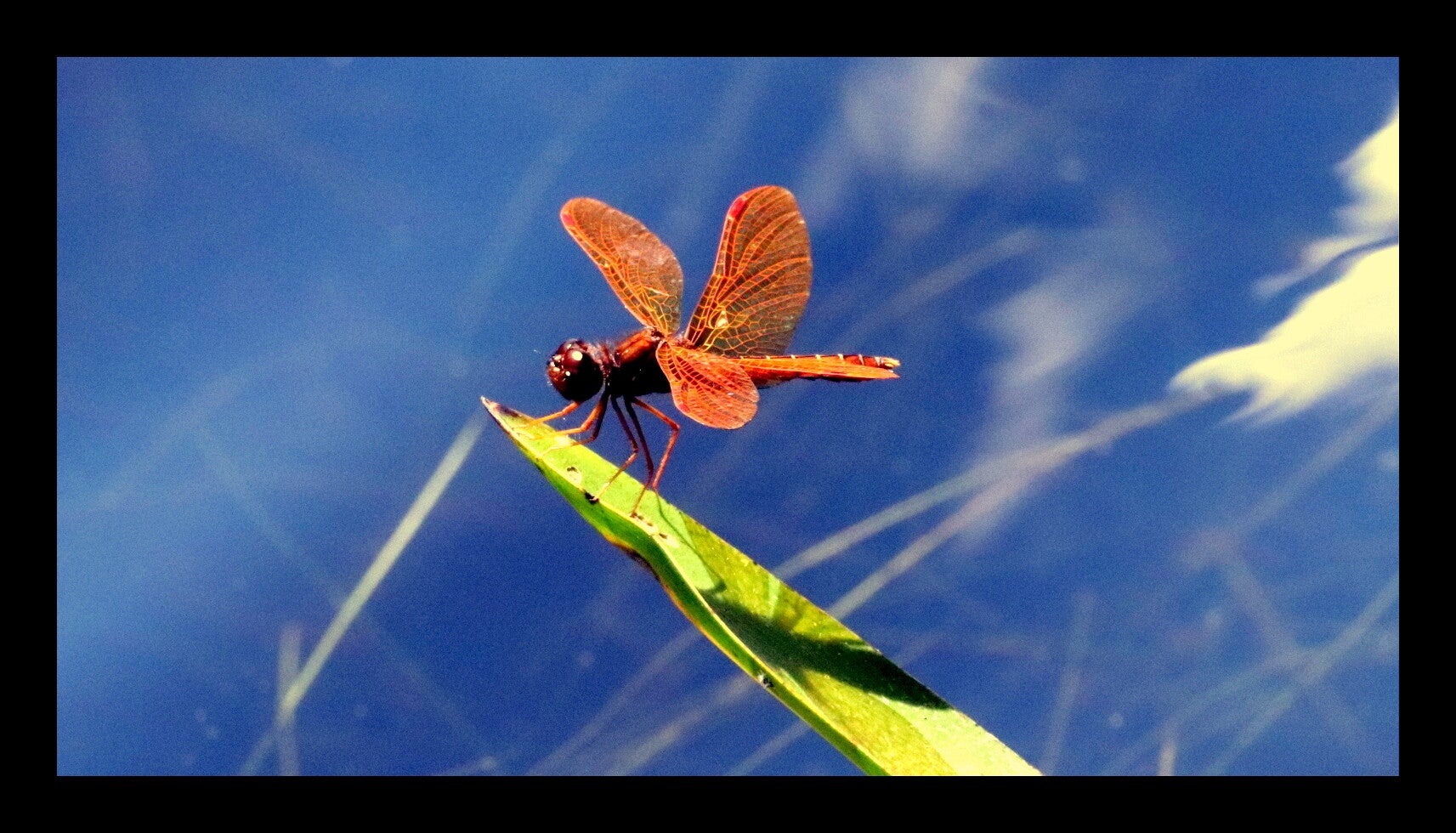 Dragonfly 5