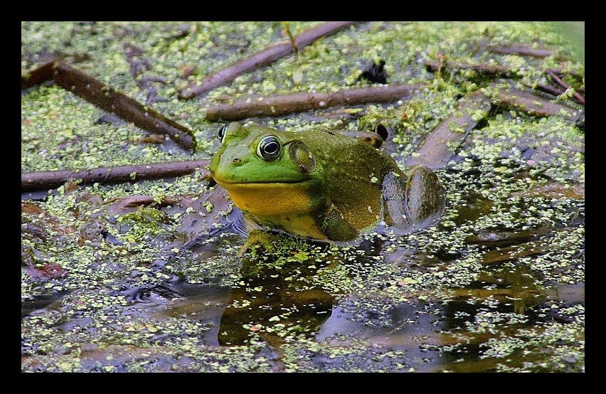 Frog 3