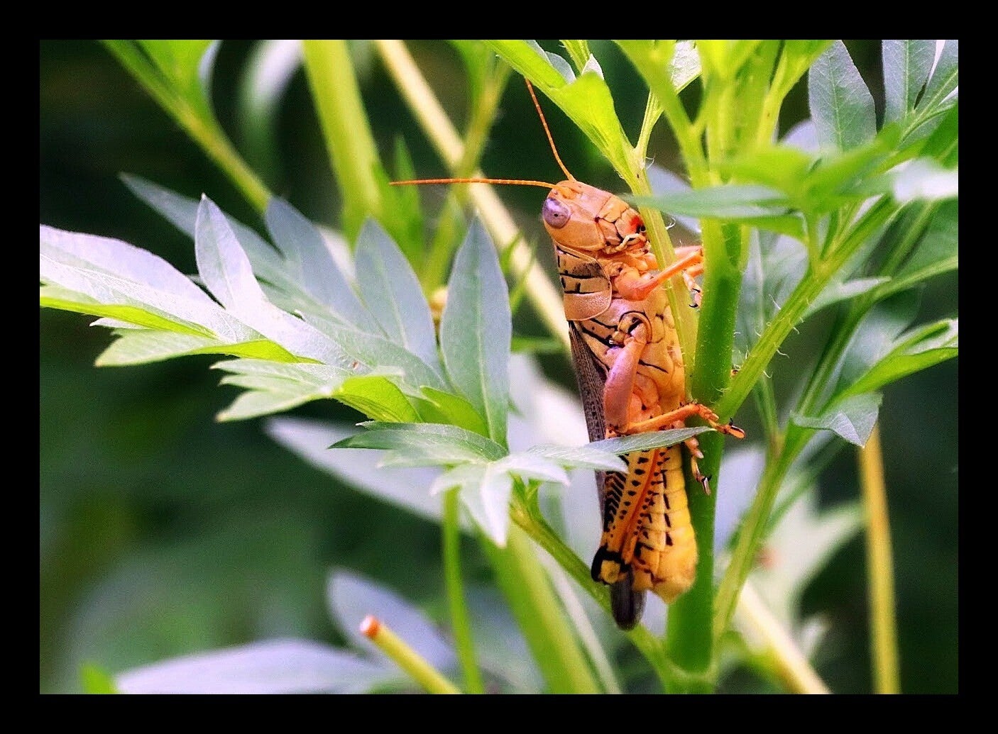 Grasshopper 1