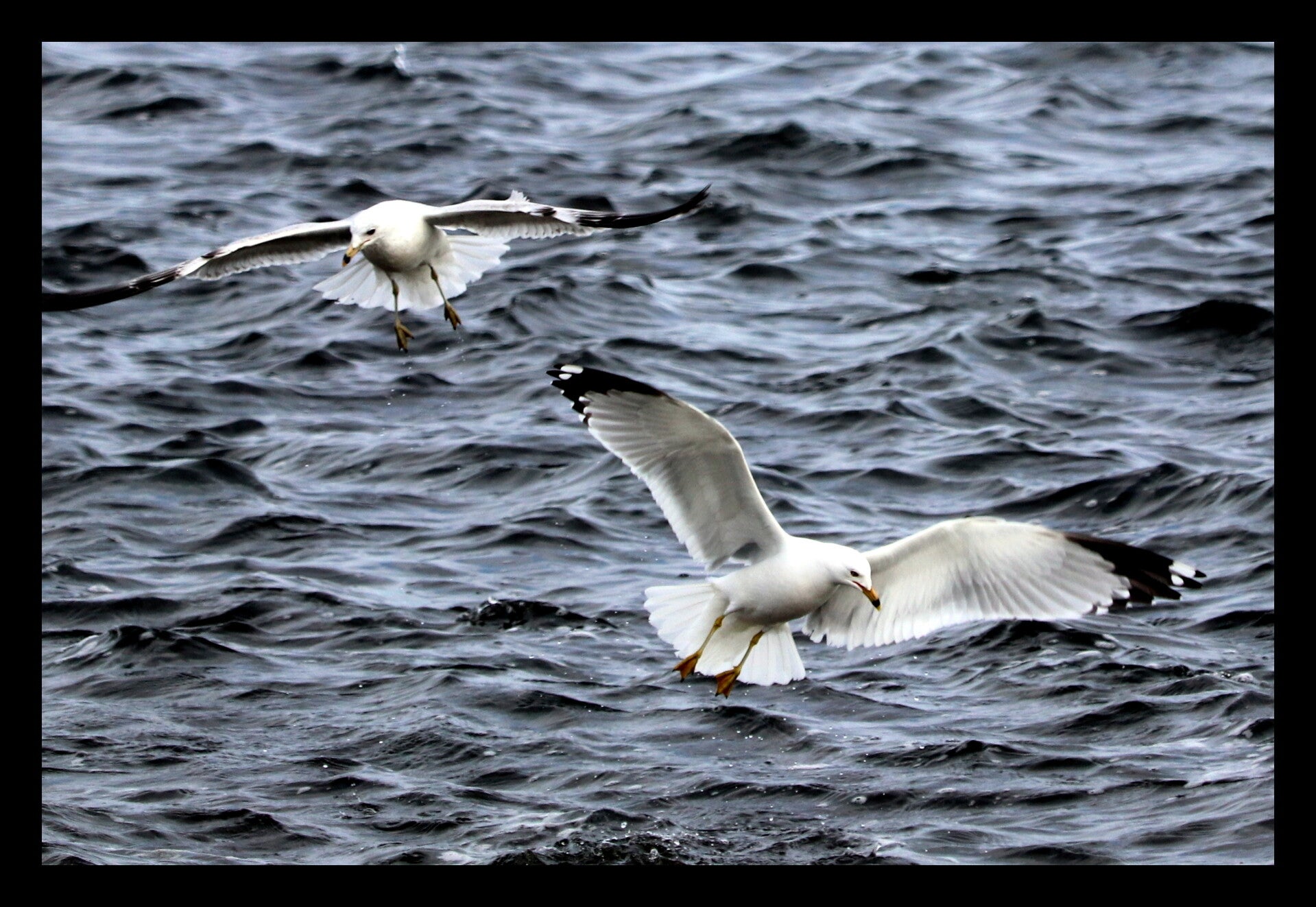 Seagulls3