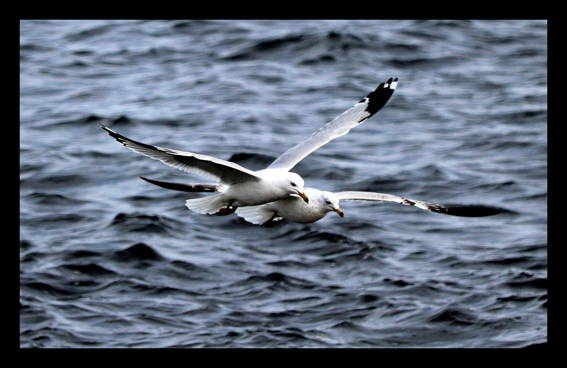 Seagulls 4