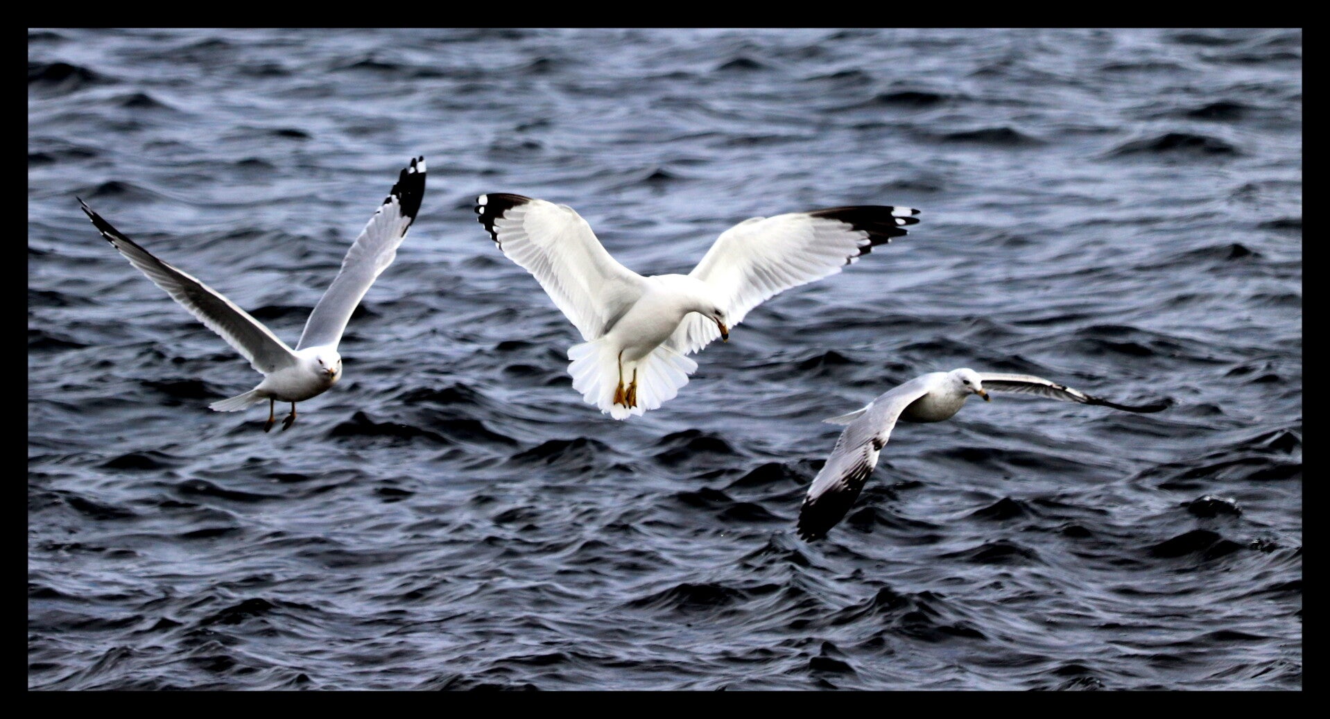 Seagull 5