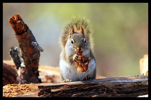 Squirrel 3