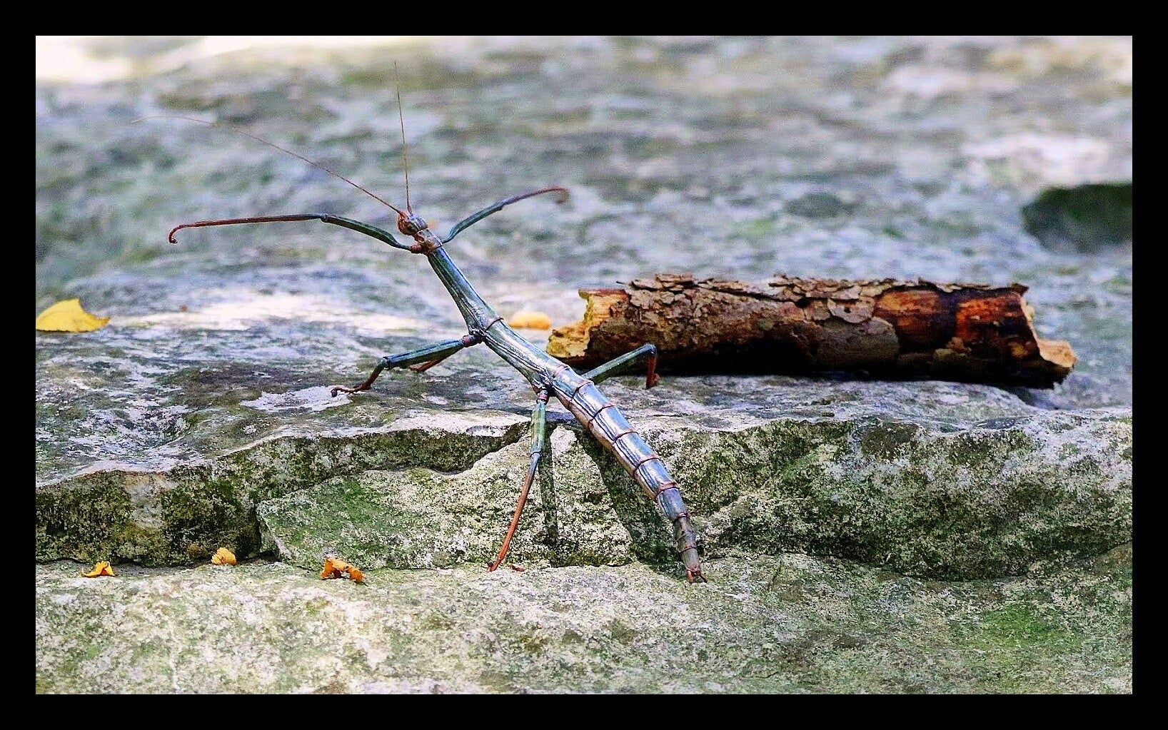 Stick Bug 1