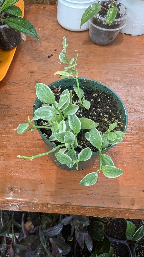 Dischidia Oiantha ‘Variegata’