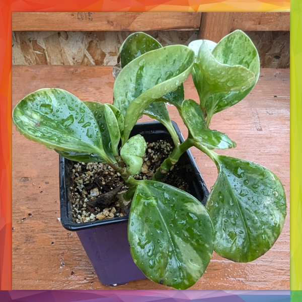 Pepperomia Obtusifolia 4" pot