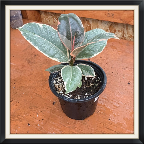 Strawberry Variegated Rubber Tree Ficus elastica variegated