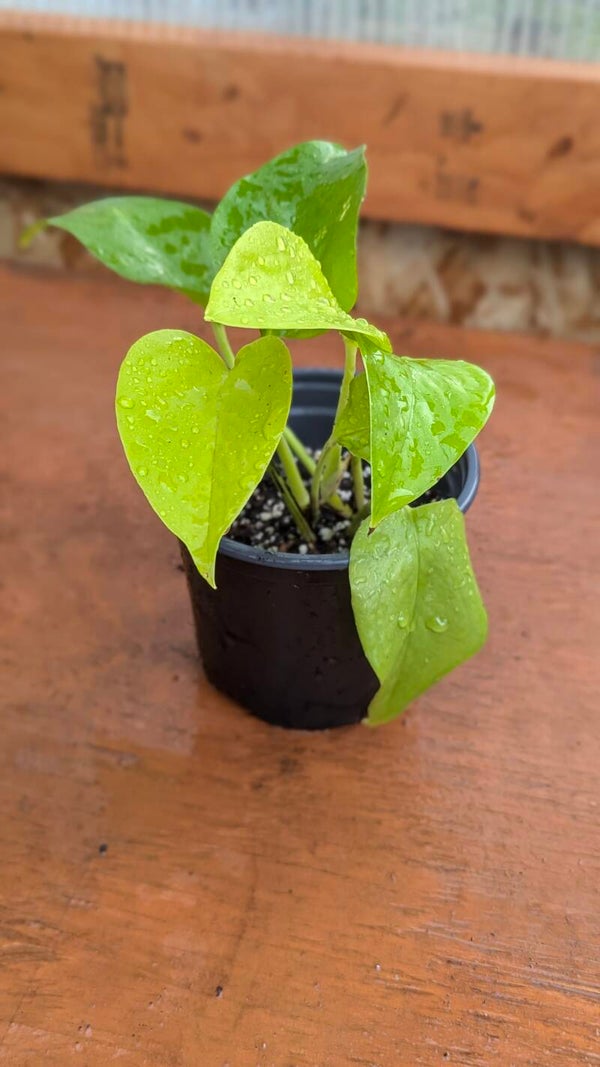 'Neon' Pothos (Epipremnum aureum)